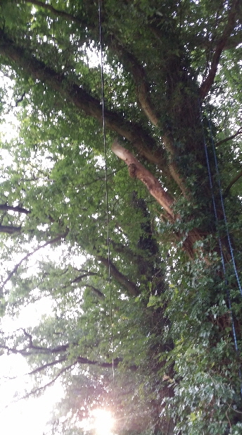 Telefonleitung3